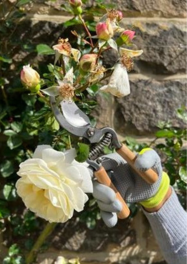 Tuinhandschoenen bij snoeien van rozenstruik