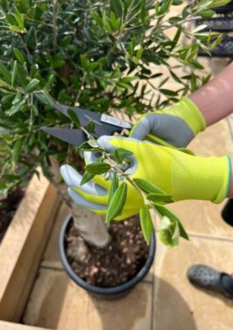 Tuinhandschoenen bij snoeien van olijfboom