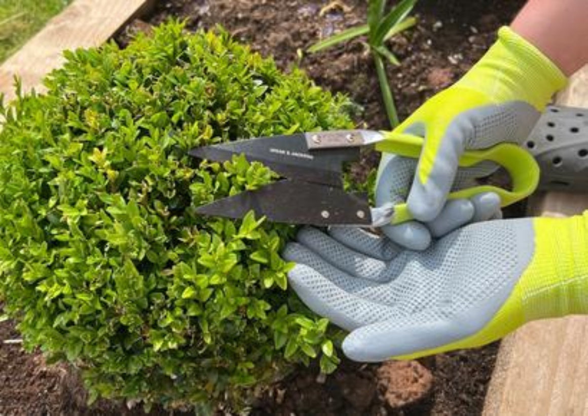 Tuinhandschoenen bij snoeien van struik