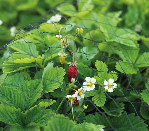 SOGO Gartennetz 3x5 – Schutz vor Vögeln und Schädlingen